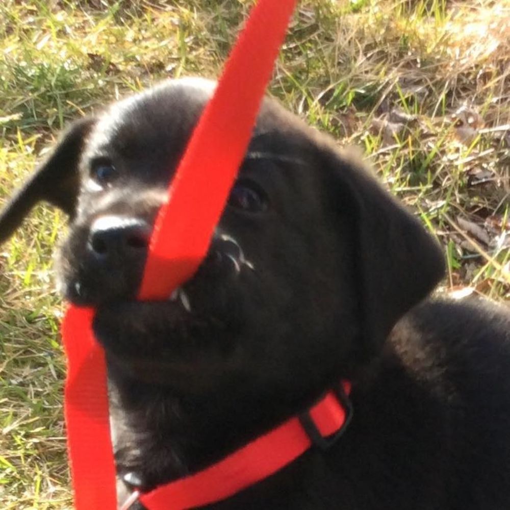 Meet your Posher, Luna